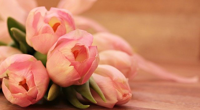 Bouquet of pink tulips